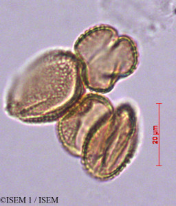 Salix atrocinerea - lame n° 29197